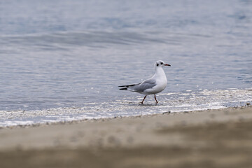 A seagull on an Adriatic beach in Italy just before sunrise, soft early morning light and a calm coastal atmosphere with gentle colors.