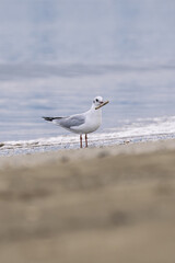 A seagull on an Adriatic beach in Italy just before sunrise, soft early morning light and a calm coastal atmosphere with gentle colors.