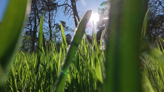 Smooth forward movement over lush grass and bright spring greens.