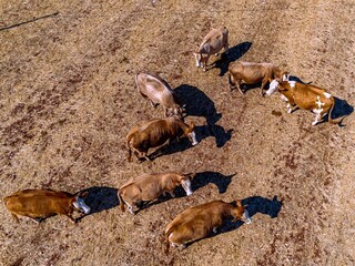 Aerial view of cows grazing in a dry field, their varied brown coats contrasting with the parched earth, Monopoli, Apulia, Italy.