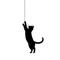 cat on hook