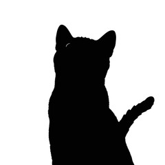 black cat silhouette