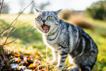 British Shorthair silver tabby cat with a blue collar stands alert in a sunlit winter garden. Crisp...