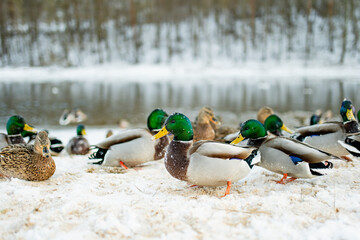 Group of mallard ducks stand on snowy riverbank, some with snow-dusted feathers, while others rest or move near the icy water. Winter wildlife moment, calm and close to nature.