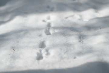 Small animal tracks form a delicate trail across fresh snow, lit by soft winter light. A trace of hidden forest life, fleeting and mysterious.