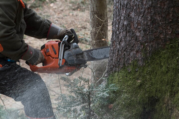 Lumberjack with chainsaw working in the forest © Paul