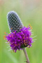 purple prairie coneflower closeup