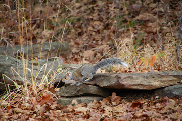 Eastern Gray Squirrel or Sciurus carolinensis in motion, jumping off of rocks in a forest.
