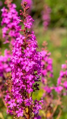 Naklejka premium Close-up of vibrant pink clustered flowers on stems