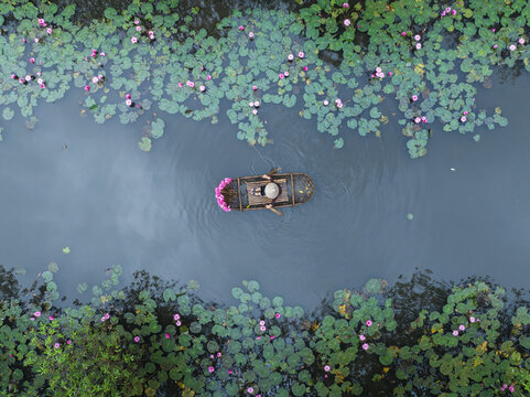 Aerial view of a person in a boat surrounded by lotus flowers, gently gliding through the tranquil waters, Hanoi, Hanoi, Vietnam.