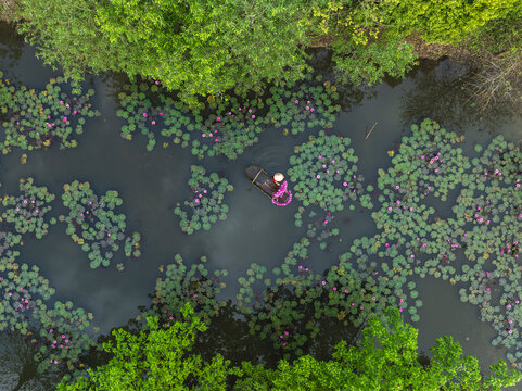 Aerial view of a lone boat gliding through a canal teeming with vibrant pink lotus flowers, framed by lush green trees, Hanoi, Hanoi, Vietnam.