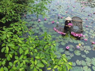 Aerial view of a person in a traditional conical hat gathering vibrant pink lotus flowers in a serene pond, surrounded by lush green foliage, Hanoi, Hanoi, Vietnam.