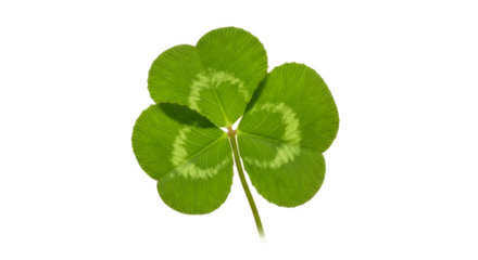 Vibrant green four leaf clover isolated on a clean white background.