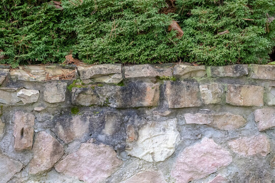 dolomite wall and green thuya background