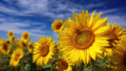 Fototapeta premium Field of Bright Yellow Sunflowers