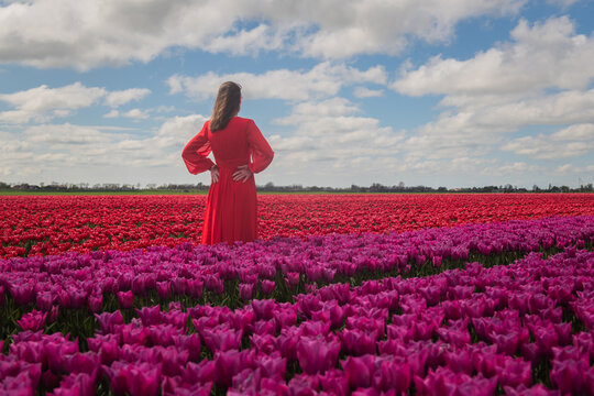rear view of woman in red dress standing in vast pink tulip field, evoking wonder, solitude, and spring joy