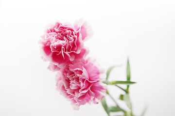 Pink carnation flowers in a clear glass vase on a bright white background, symbolizing love,...