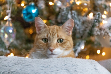 Christmas Cat