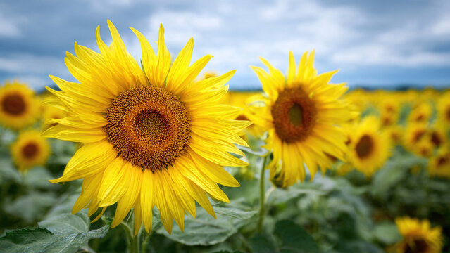 Sunflower field under a cloudy sky
