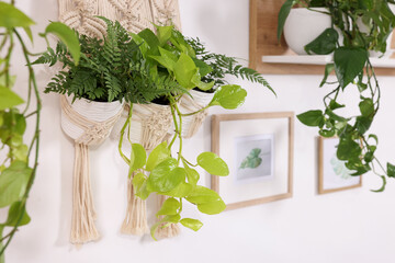 Different houseplants on white wall indoors, selective focus