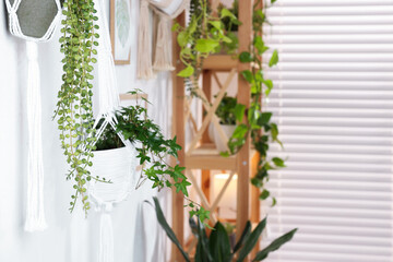 Different potted houseplants hanging on wall indoors, selective focus. Space for text