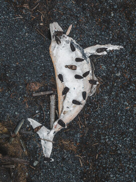Aerial view of a decaying carcass of a dolphin lying on a gravelly surface, covered with dark spots, a stark contrast of life and decay, Unalaska, Alaska, United States.