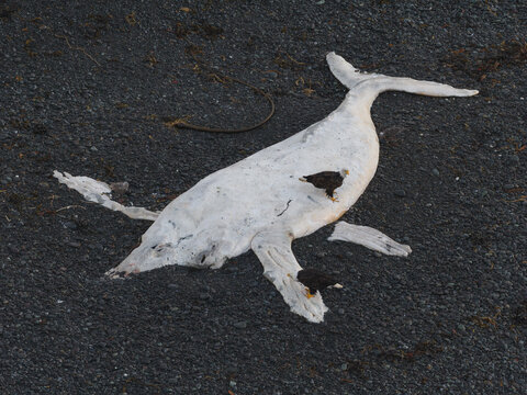 Aerial view of a stark white whale carcass lies beached on a dark shore, scavenged by dark birds, a scene of natural decay and stark contrast, Unalaska, Alaska, United States.