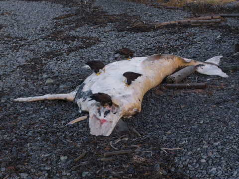 Aerial view of a beached whale carcass scavenged by birds, a stark reminder of nature's cycle, Unalaska, Alaska, United States.
