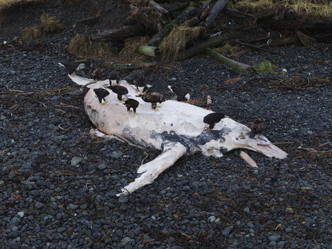 Aerial view of bald eagles feast upon the decaying carcass of a beached whale, its stark white bones contrasting against the dark, rocky shore, Unalaska, Alaska, United States.
