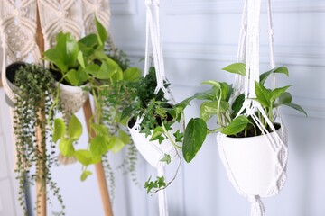 Naklejka na ściany i meble Different potted houseplants hanging from rack indoors, closeup
