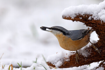 Kowalik (Sitta europaea) © Grzegorz