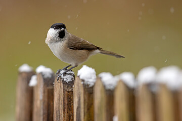 Sikora uboga (Poecile palustris)  © Grzegorz