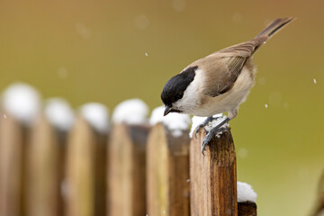 Sikora uboga (Poecile palustris)  © Grzegorz