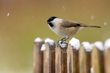 Sikora uboga (Poecile palustris)  © Grzegorz