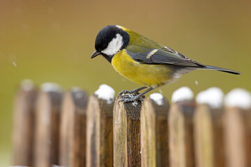 Bogatka (Parus major) © Grzegorz