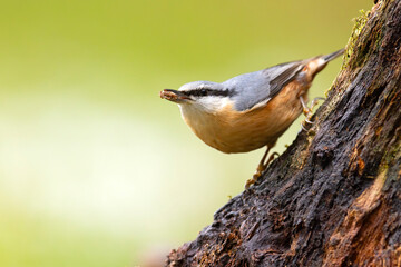 Kowalik (Sitta europaea) © Grzegorz