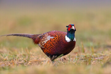 Bażant (Phasianus colchicus)