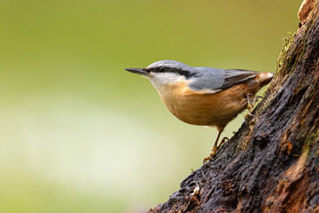 Kowalik (Sitta europaea) © Grzegorz