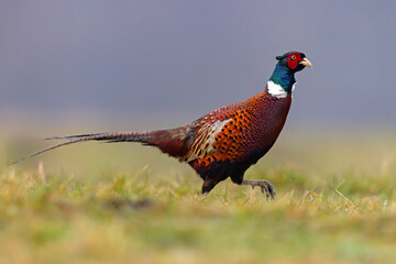 Bażant (Phasianus colchicus)