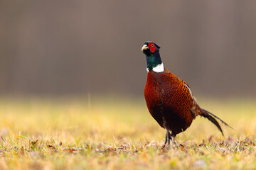 Bażant (Phasianus colchicus)