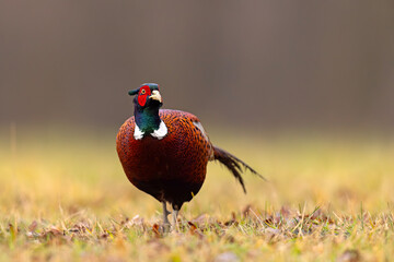 Bażant (Phasianus colchicus)