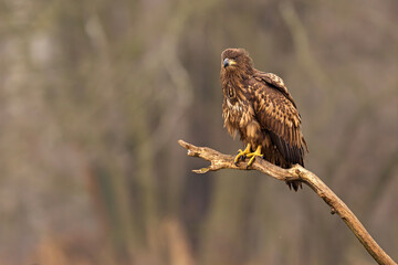 Bielik (Haliaeetus albicilla)