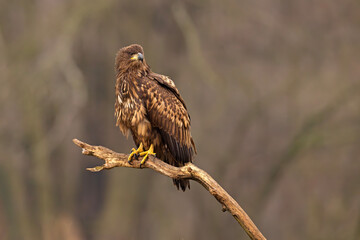 Bielik (Haliaeetus albicilla) © Grzegorz