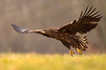 Bielik (Haliaeetus albicilla)