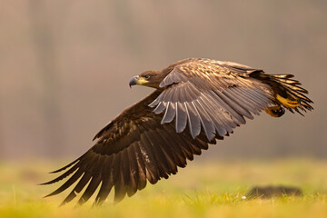 Bielik (Haliaeetus albicilla) © Grzegorz