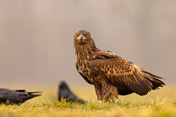 Bielik (Haliaeetus albicilla)