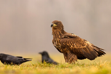Bielik (Haliaeetus albicilla)