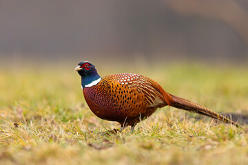 Bażant (Phasianus colchicus) © Grzegorz
