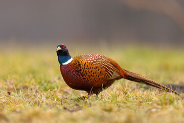 Bażant (Phasianus colchicus)