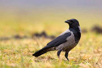 Wrona zwyczajna (Corvus corone) © Grzegorz